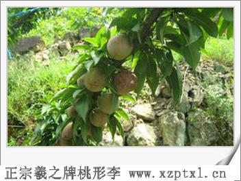 桃形李树的病虫害5