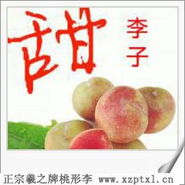 精品珍果-嵊州桃形李供应1